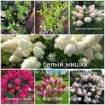 Продам шикарные сорта гортензии