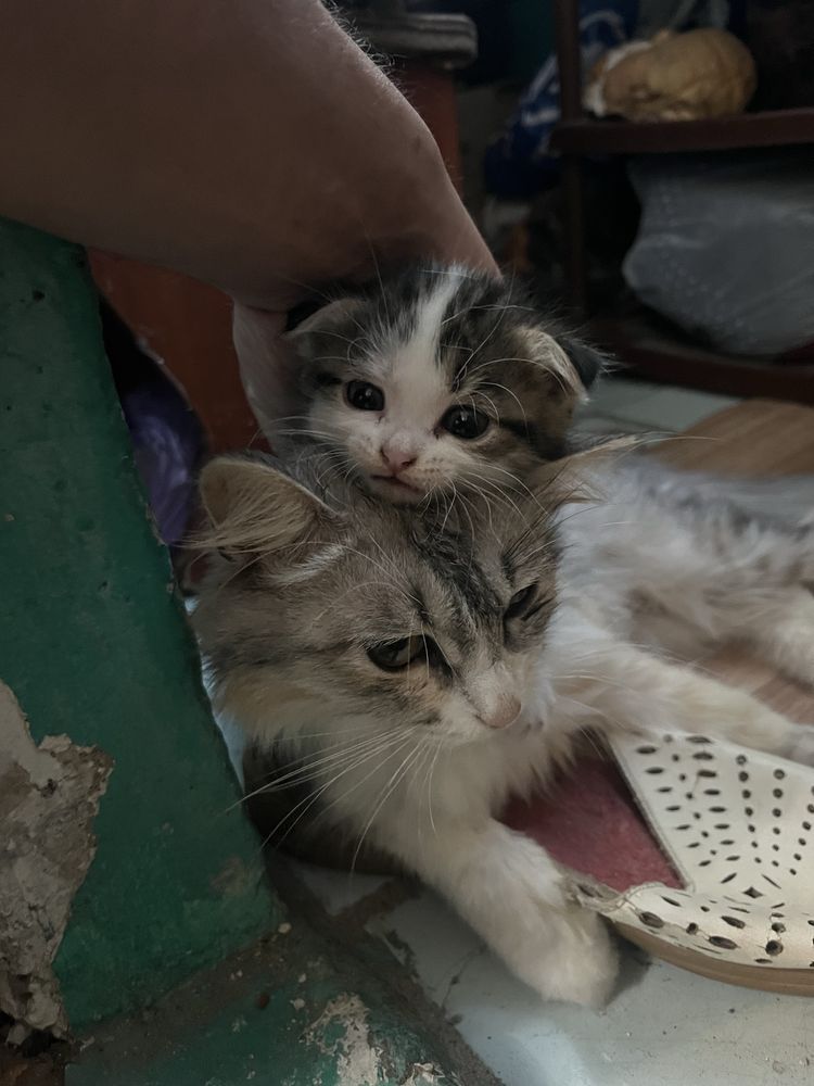 Отдам даром кошку с котенком