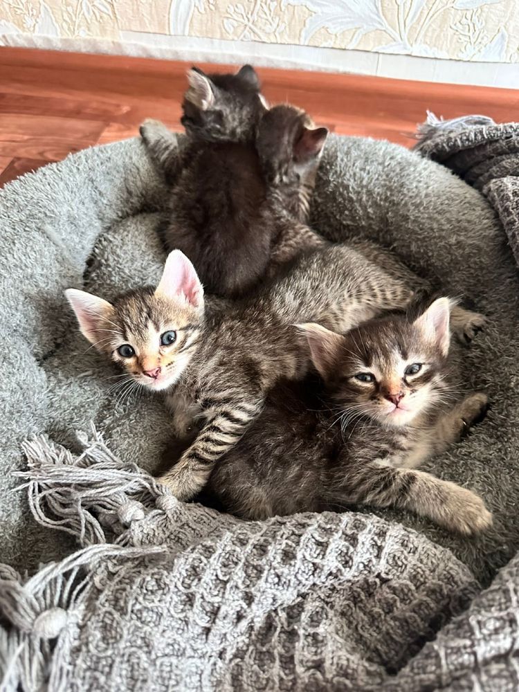 отдам котят в добрые руки