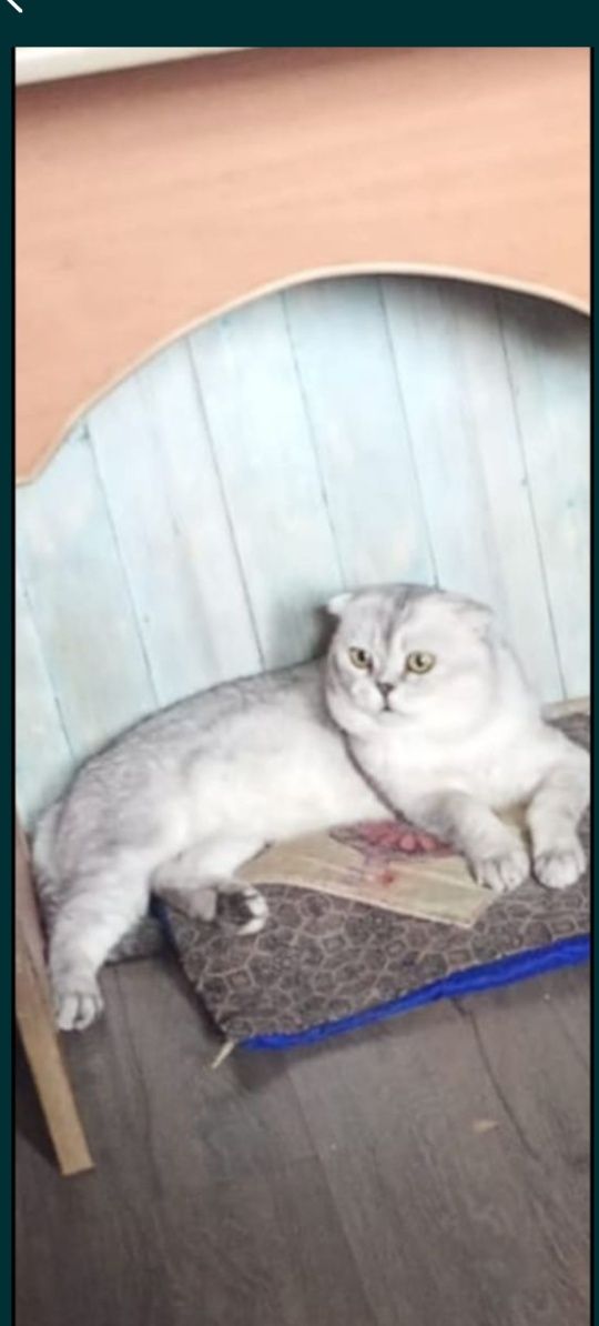 Продам шотладского вислоухого котика.