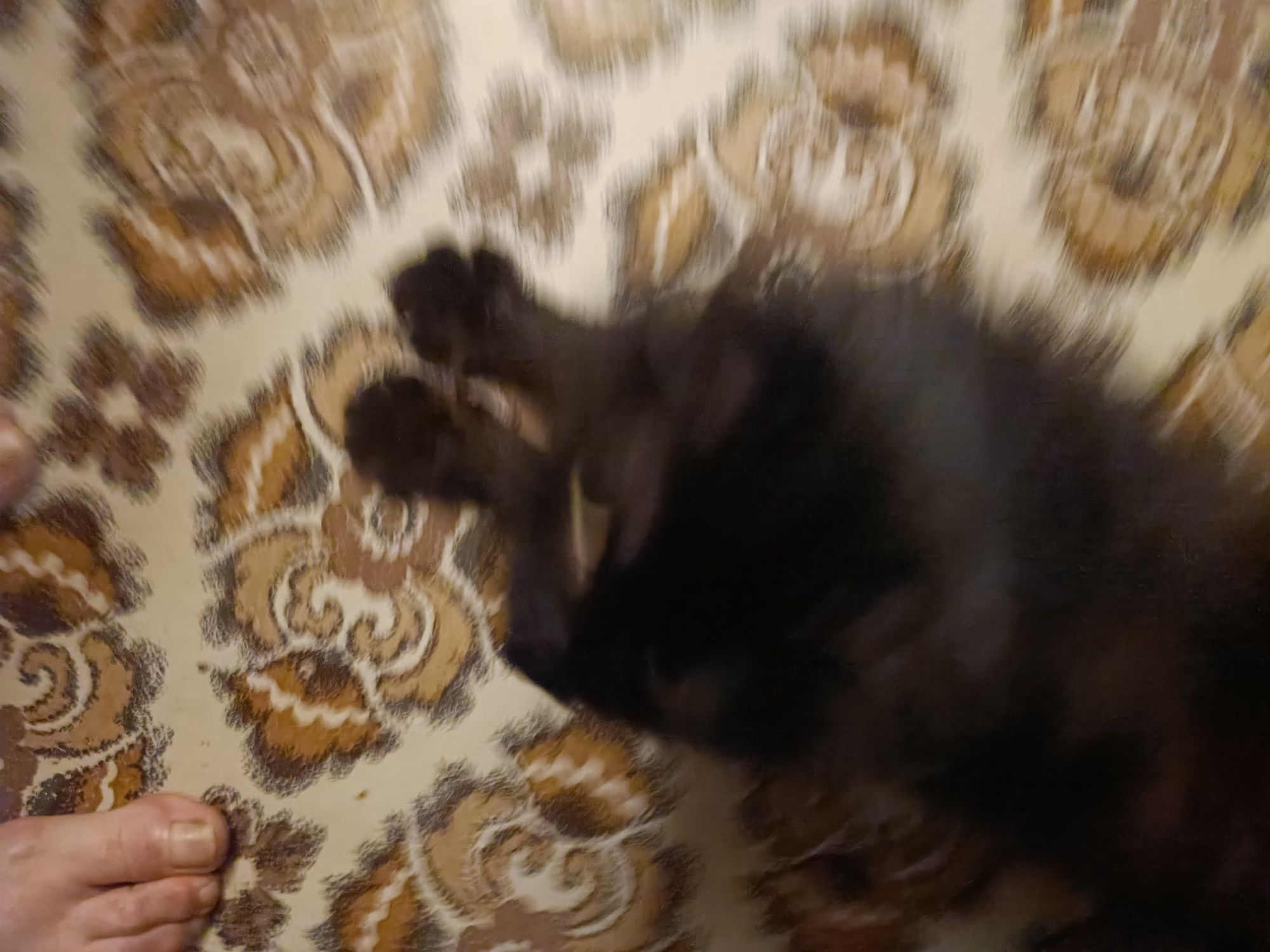 Отдам котика, мальчик