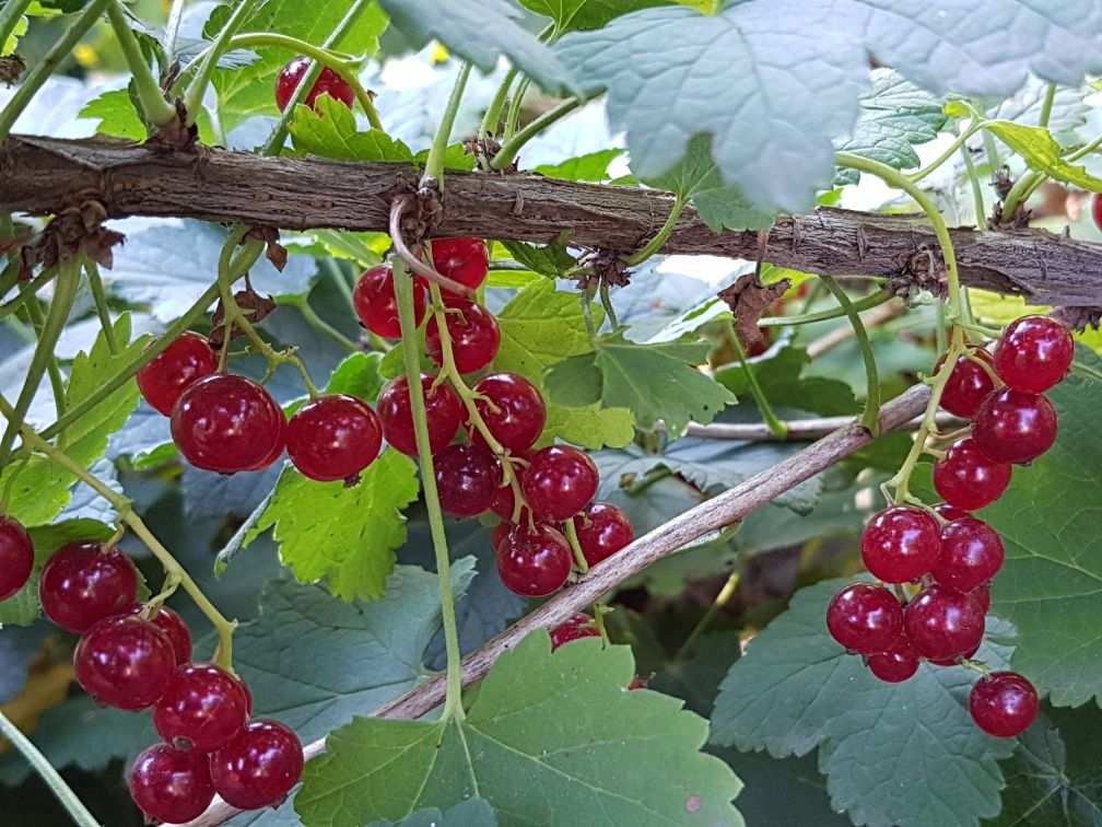 Продам вишню,  крыжовник.черную смородину