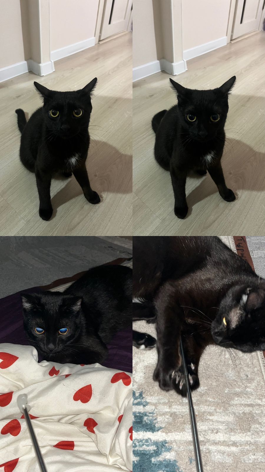 Отдам котенка(кота)