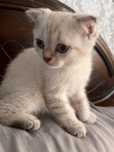 Шотландский скотиш фолд