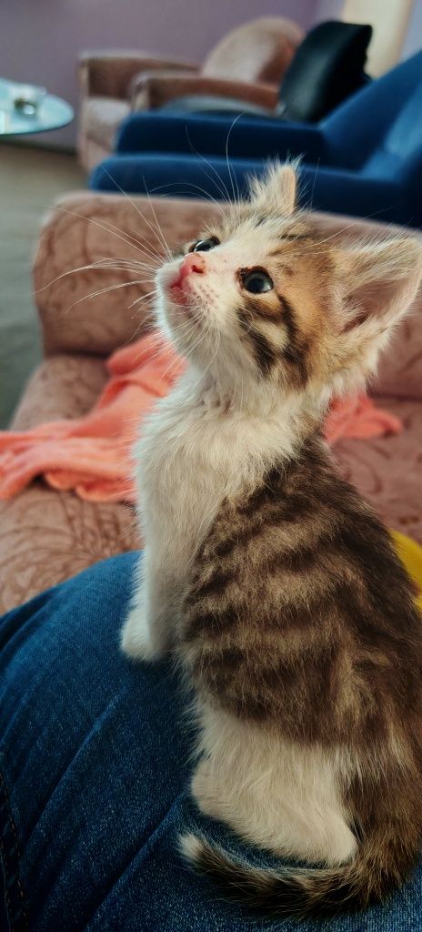 Отдам котенка (мальчик)