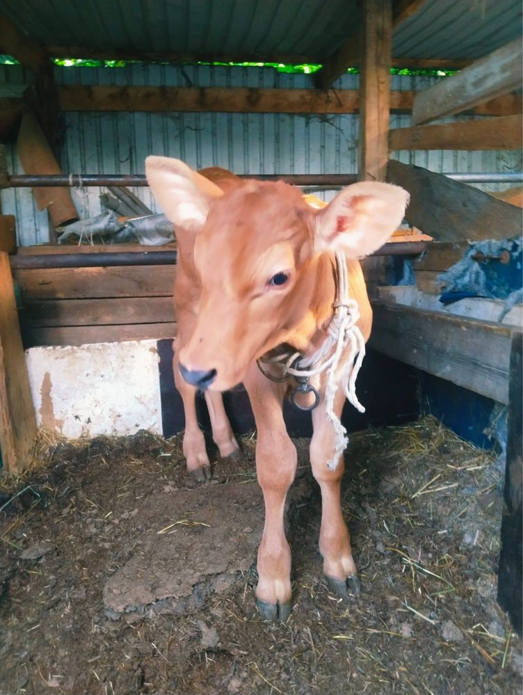Продам корову с телёнком