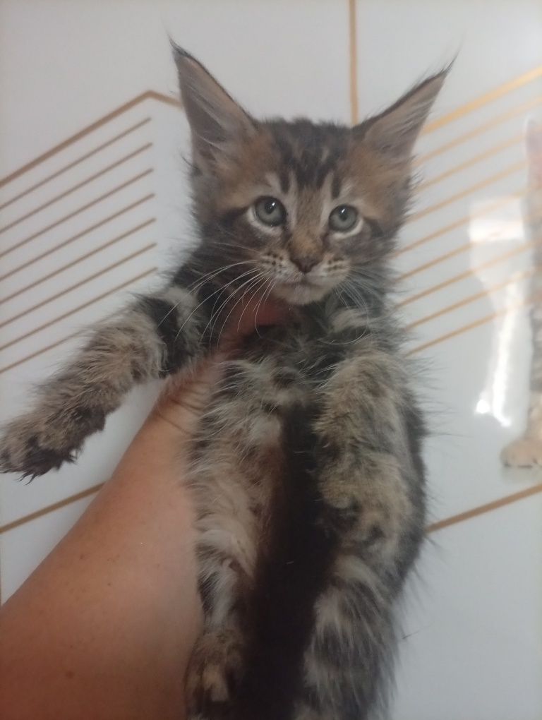 Продам котят Мейн-кун
