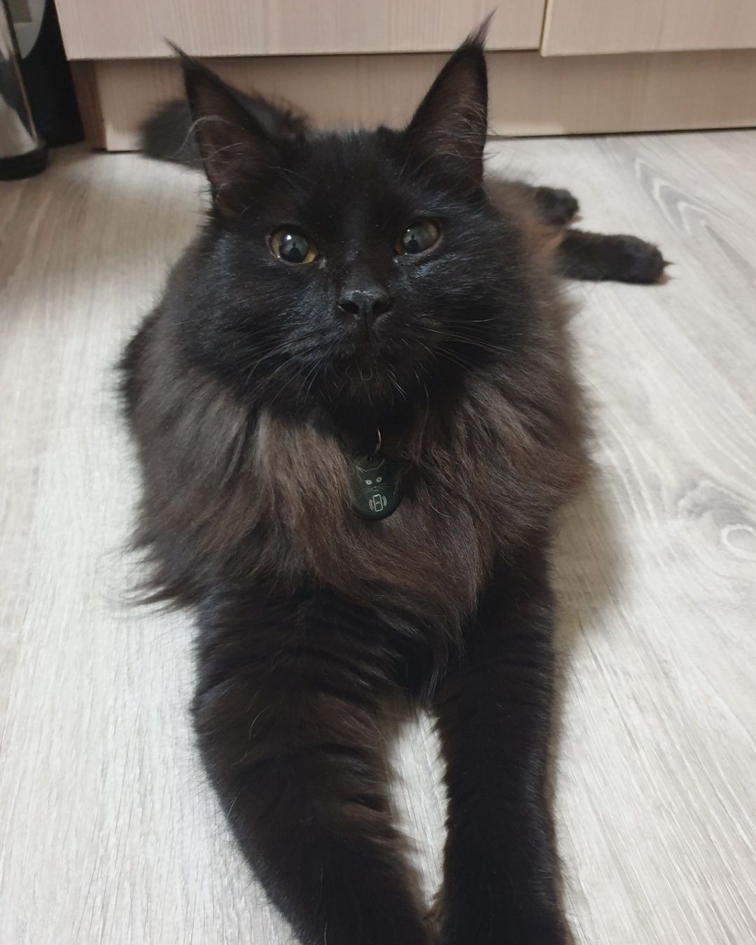 Очень нужен дом котенку!!!