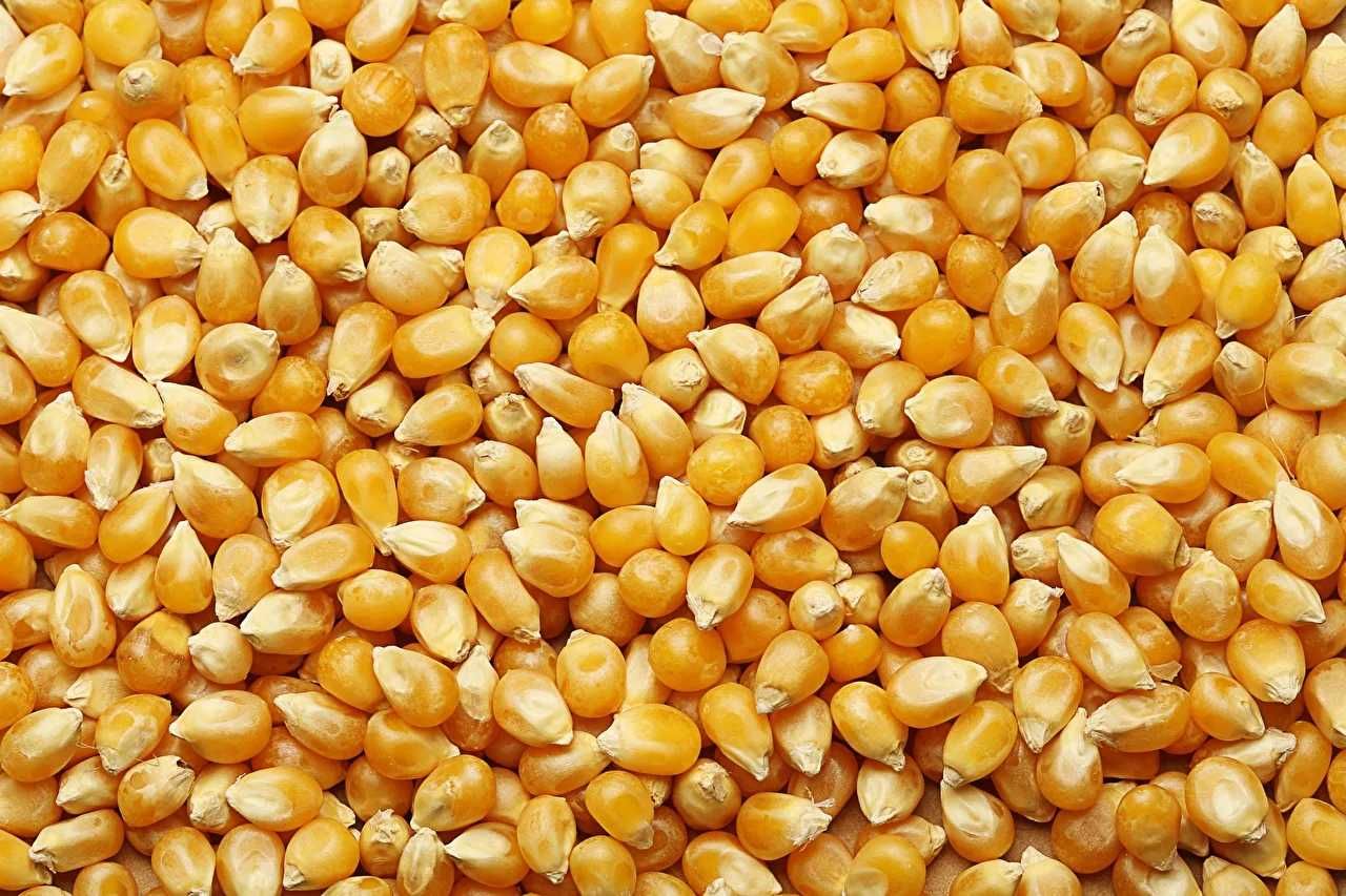 Продам кукурузу отличного качества