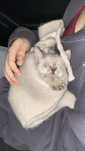 Котенок 1.5 месяцев