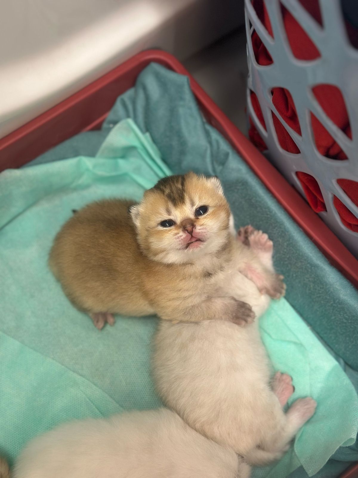 Вязка опытного кота, шиншила серебро!