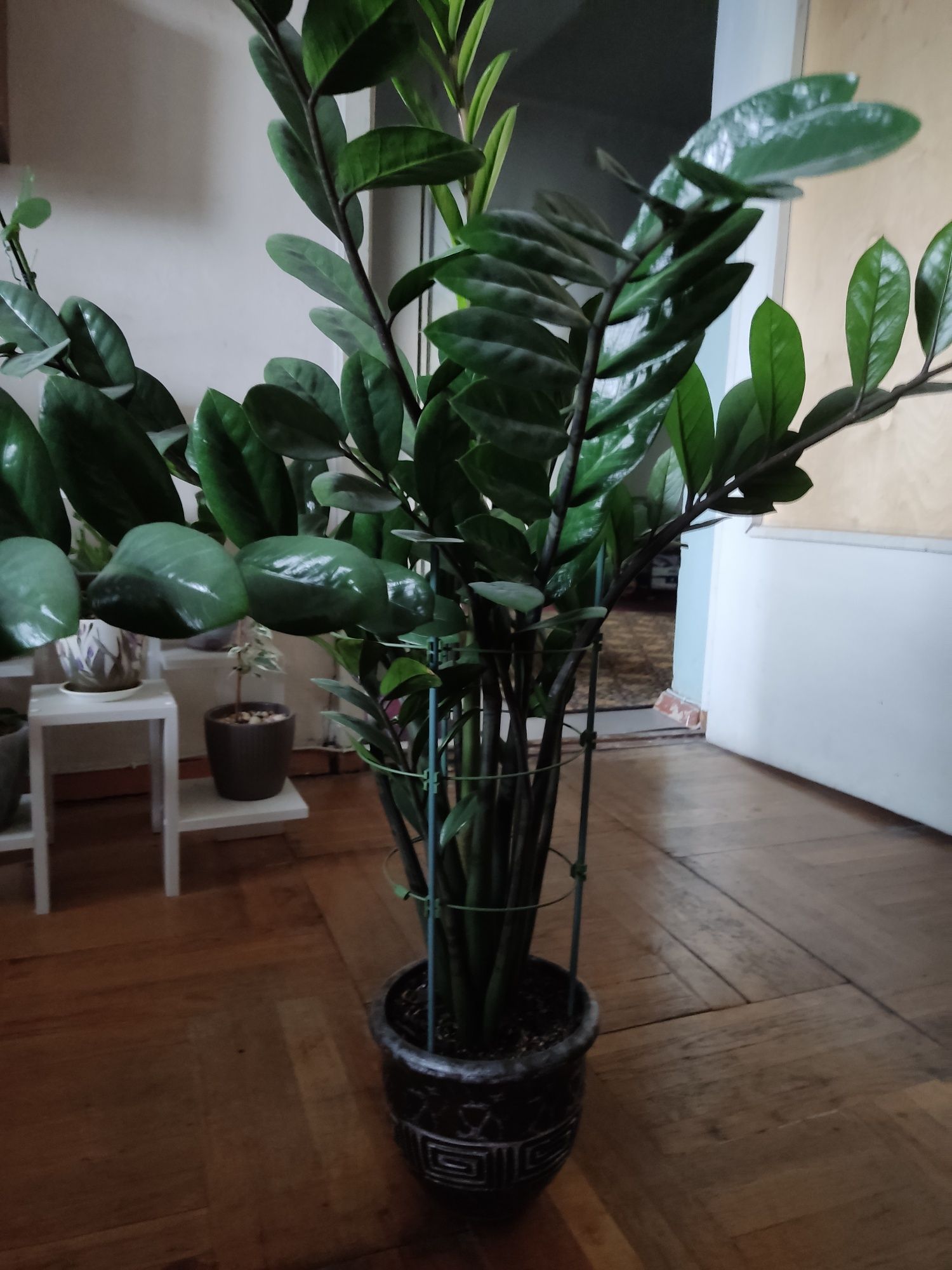 Продам замиакулькас. Высокий.