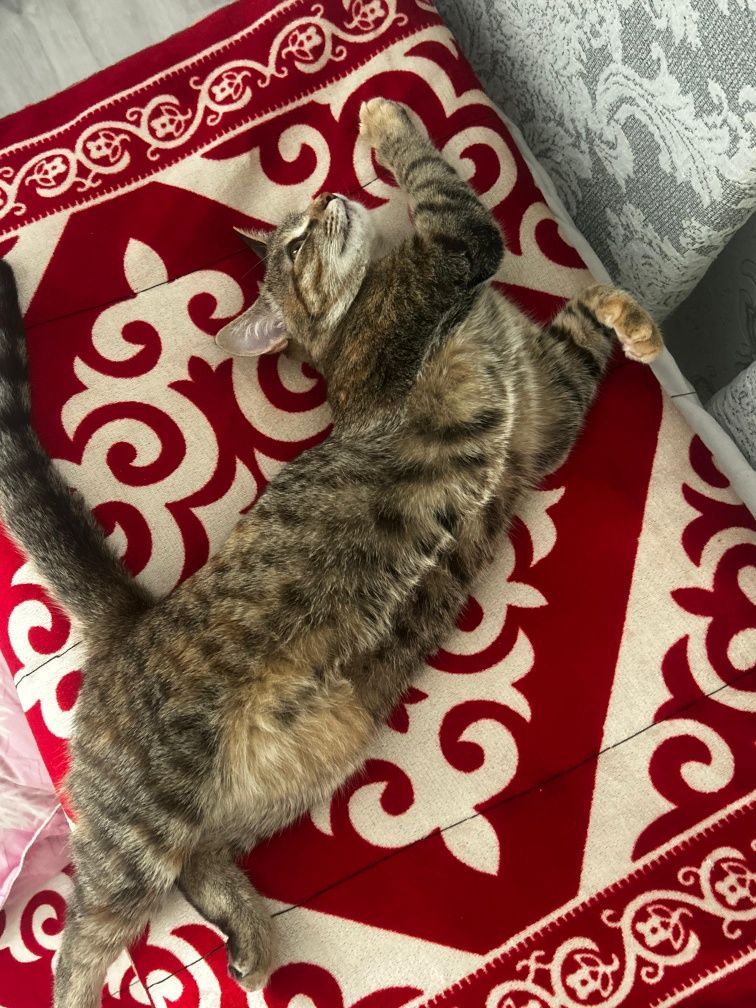 Кошка в добрые руки