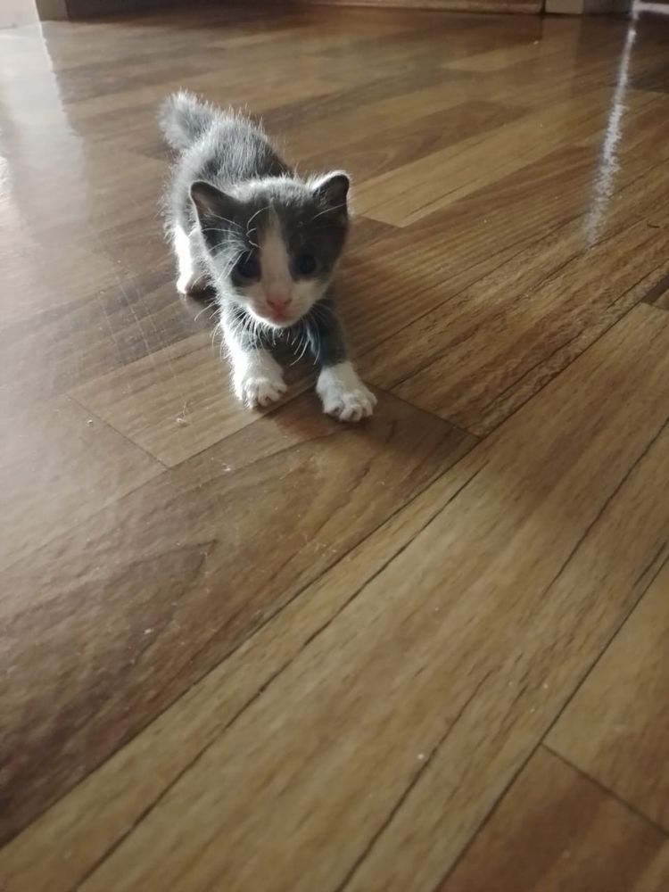 Отдам даром котят