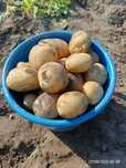 Продам домашний картофель