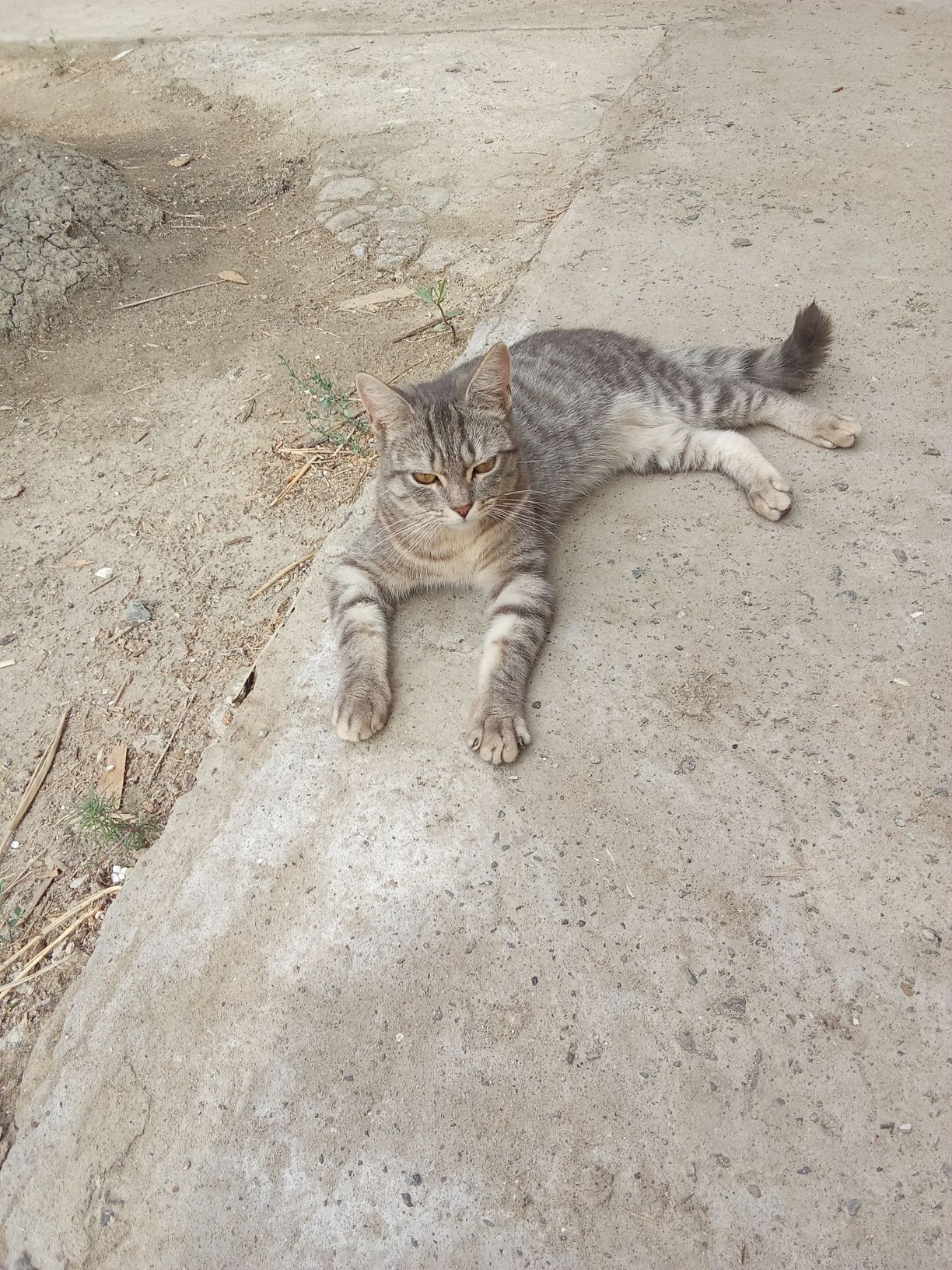 Отдам даром, котика