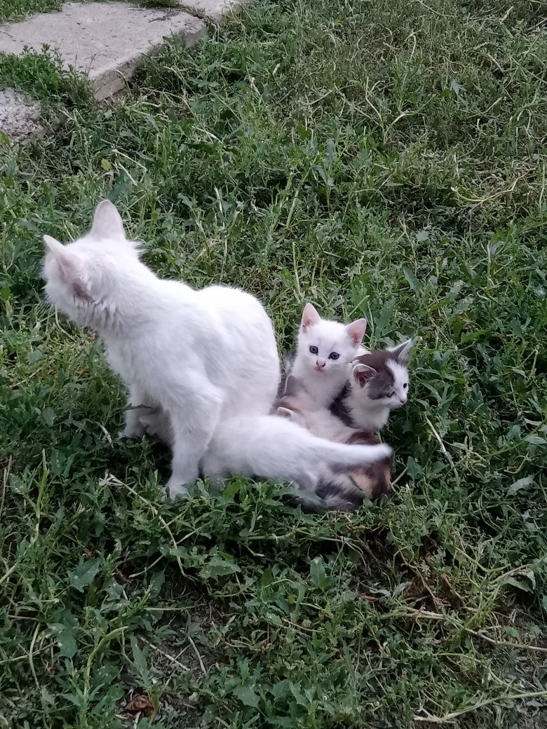 Отдам котят в добрые руки
