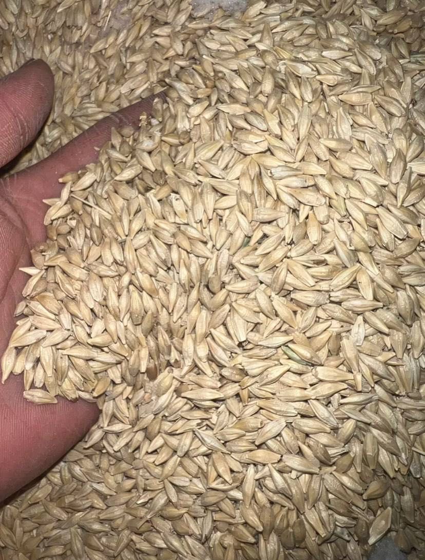 Продам ячмень арпа сухой чистый