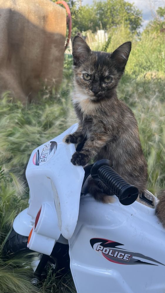 Отдам котят в добрые  руки