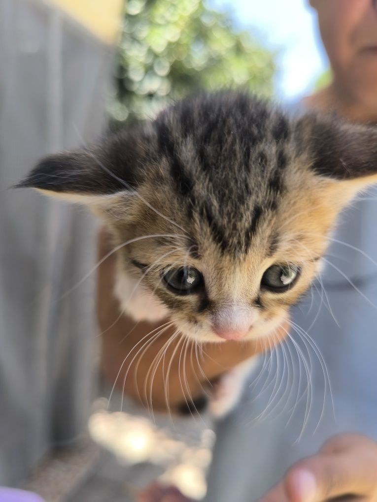 Котята мама котиш страид