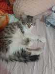 Котенок крысолов