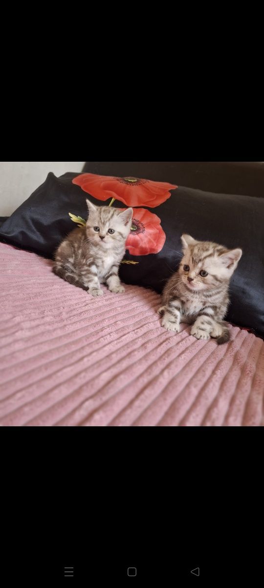 Британские котята