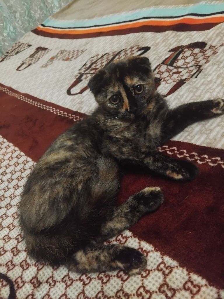 Отдам четырёх месячного котёнка.