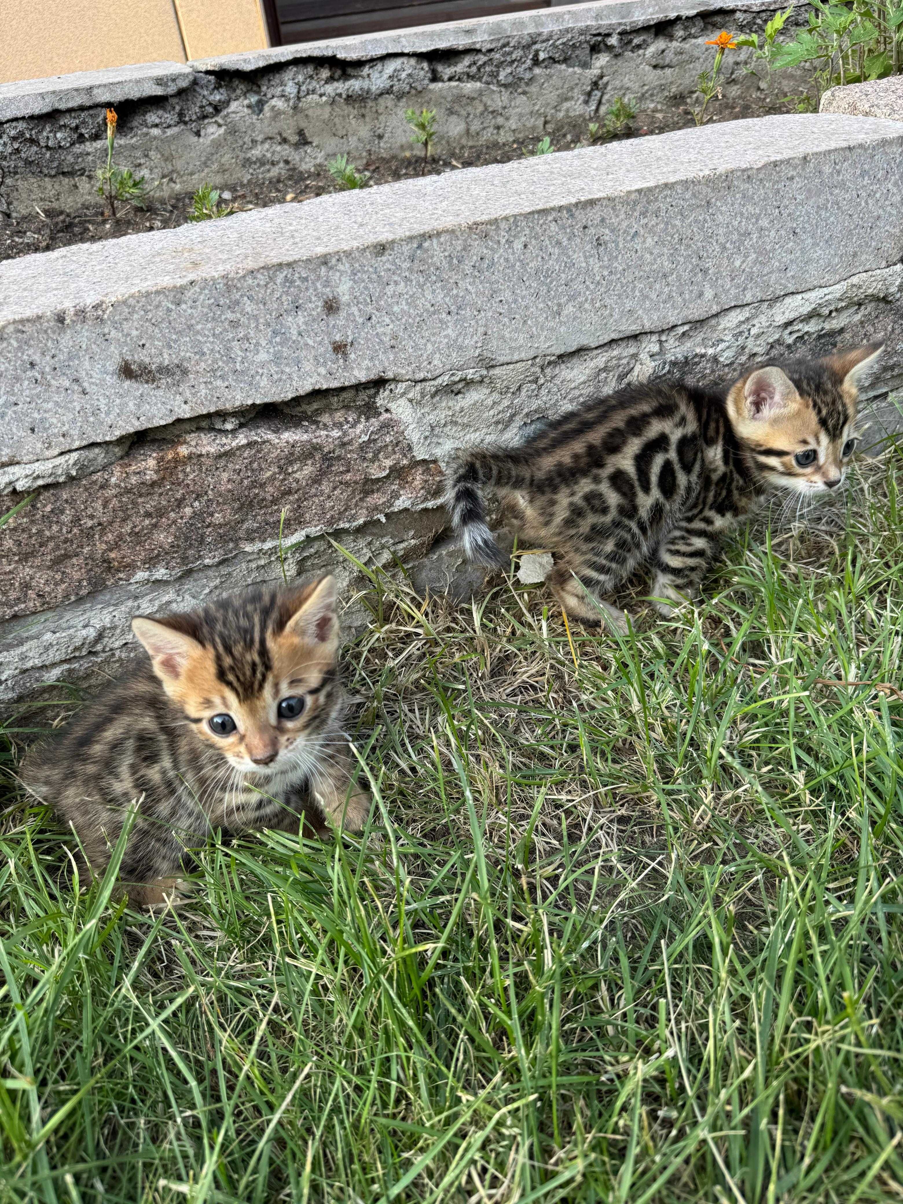 Продам бенгальских котят