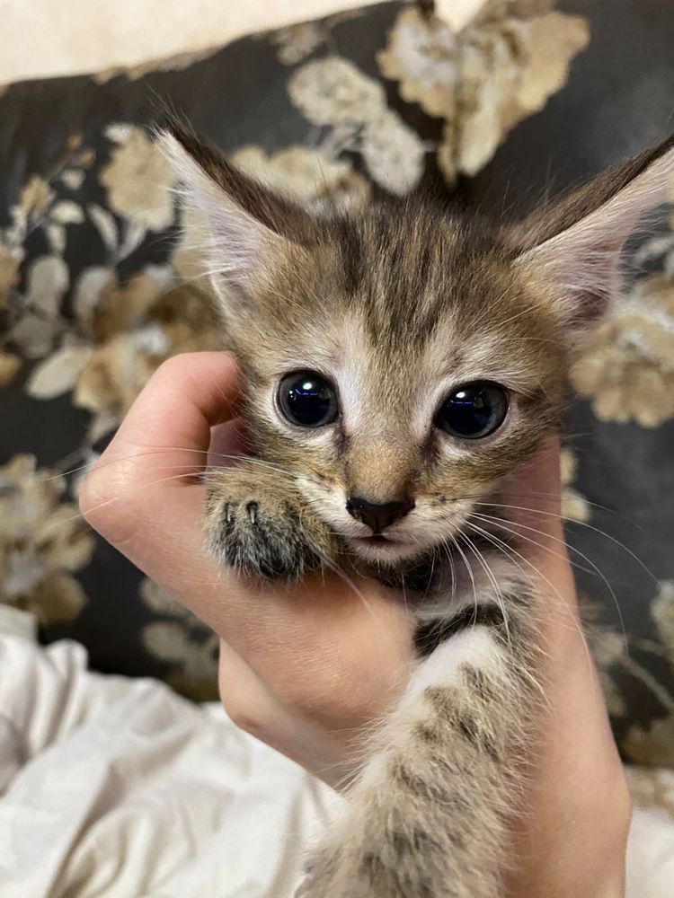 Котята смешаные