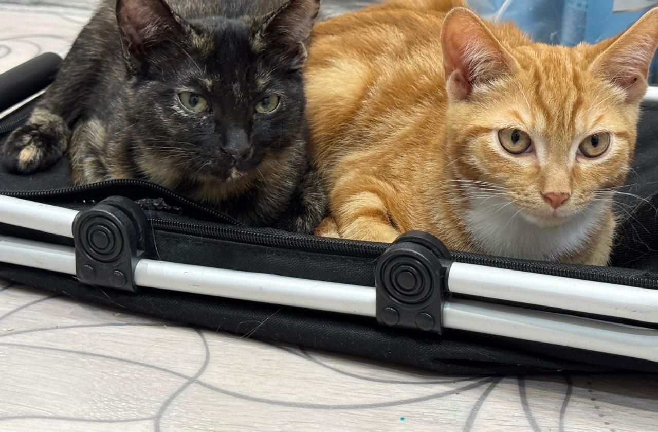 Отдам красивых котят в хорошие руки