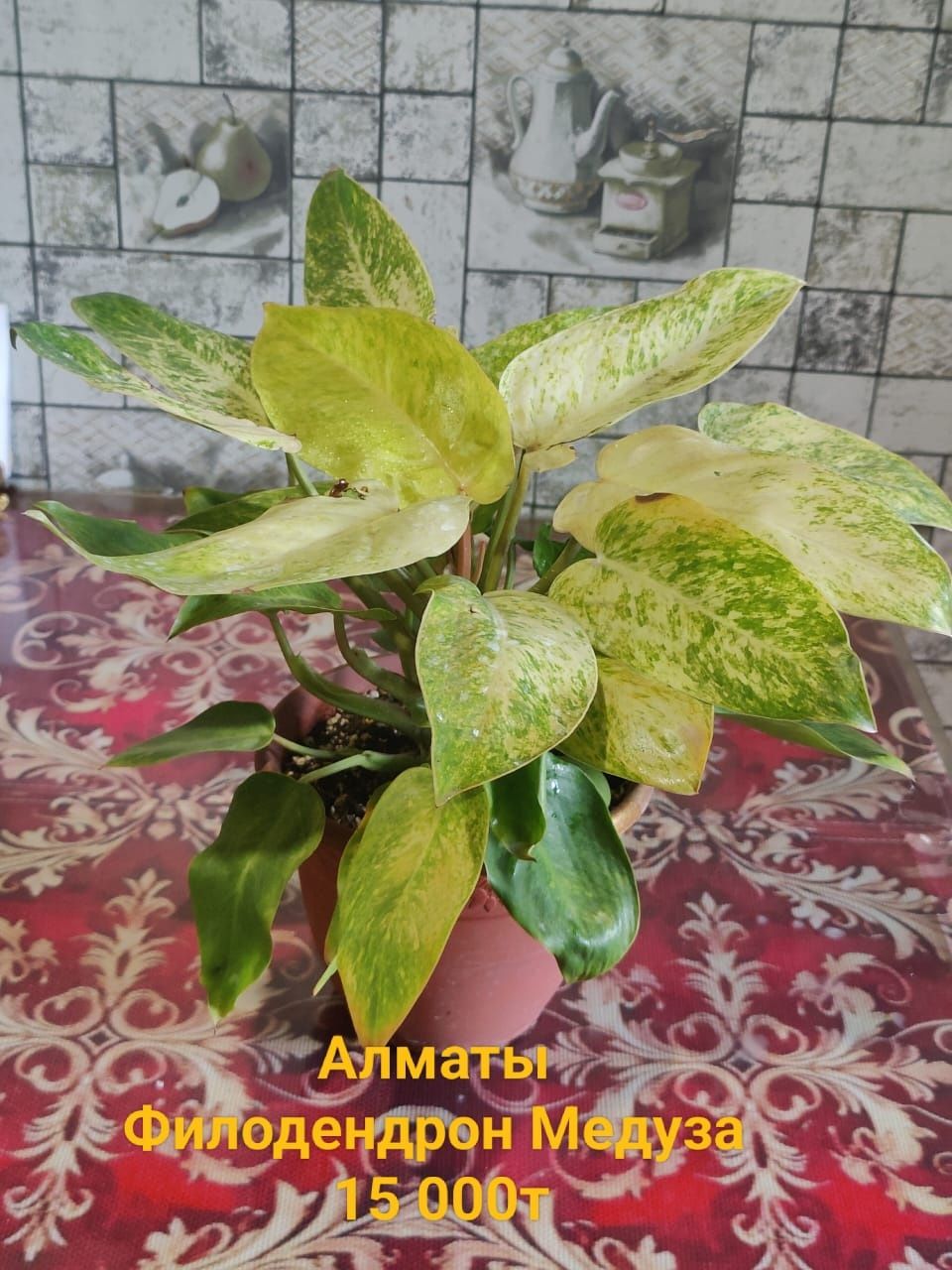 Продам комнотные растения