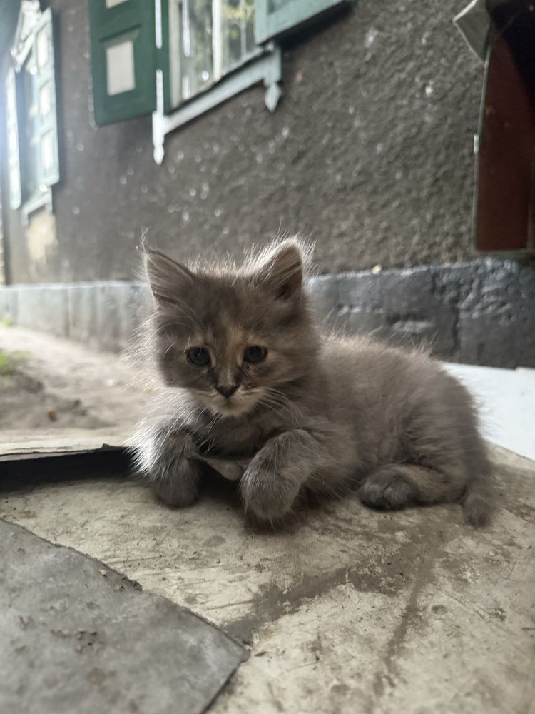 Котята ищут любящую семью