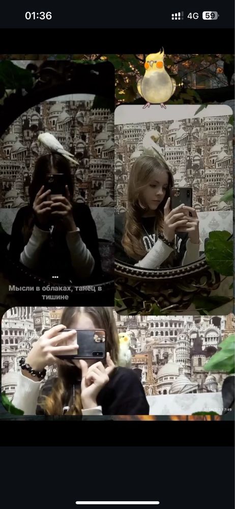 Птица попугай корелла