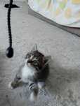 Отдам котенка в добрые руки
