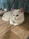 Отдам котенка в добрые руки