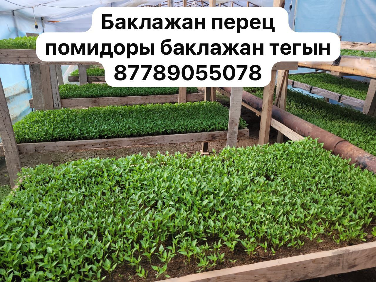 Рассада и кондиционер