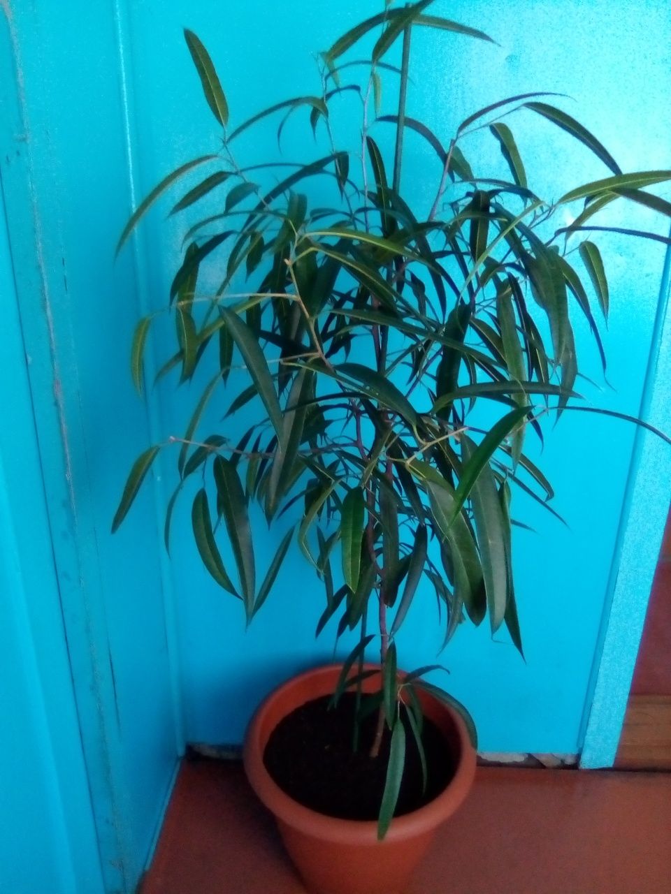 Продам комнатные растения
