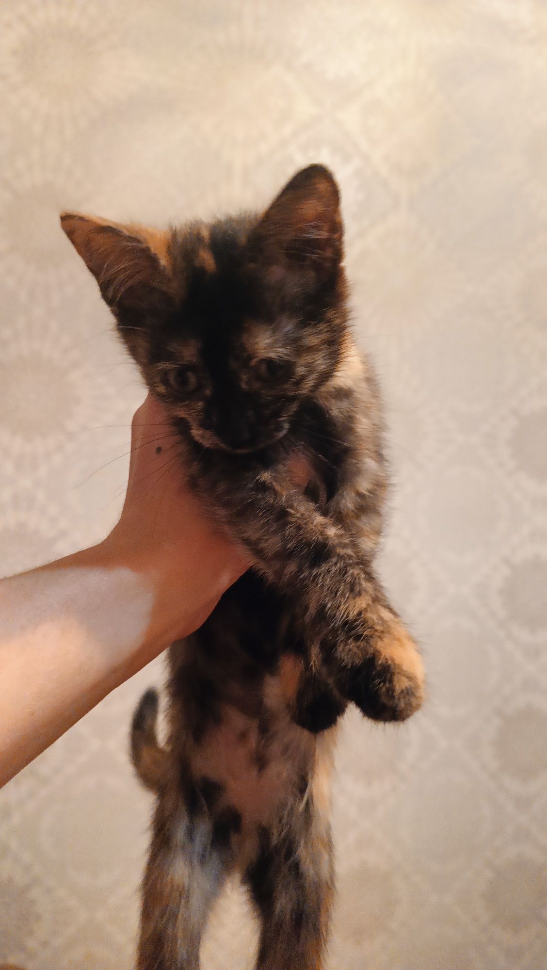 Кошечка в добрые руки