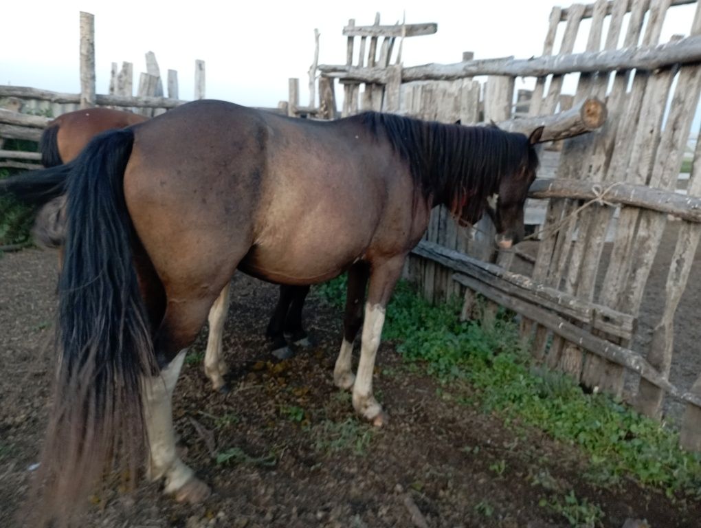 Продам двух кобыл