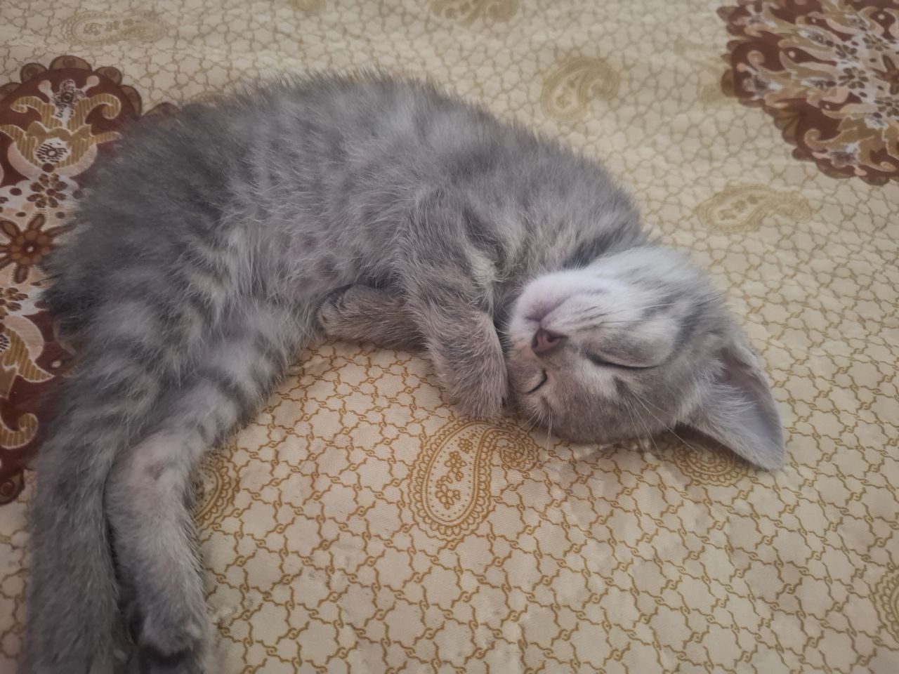 Отдам даром котенка