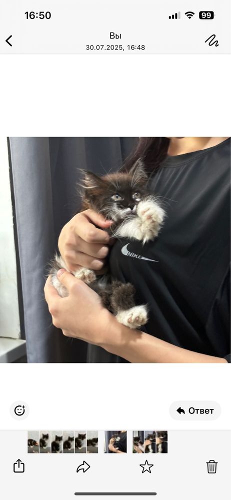 Отдам в добрые руки котенка