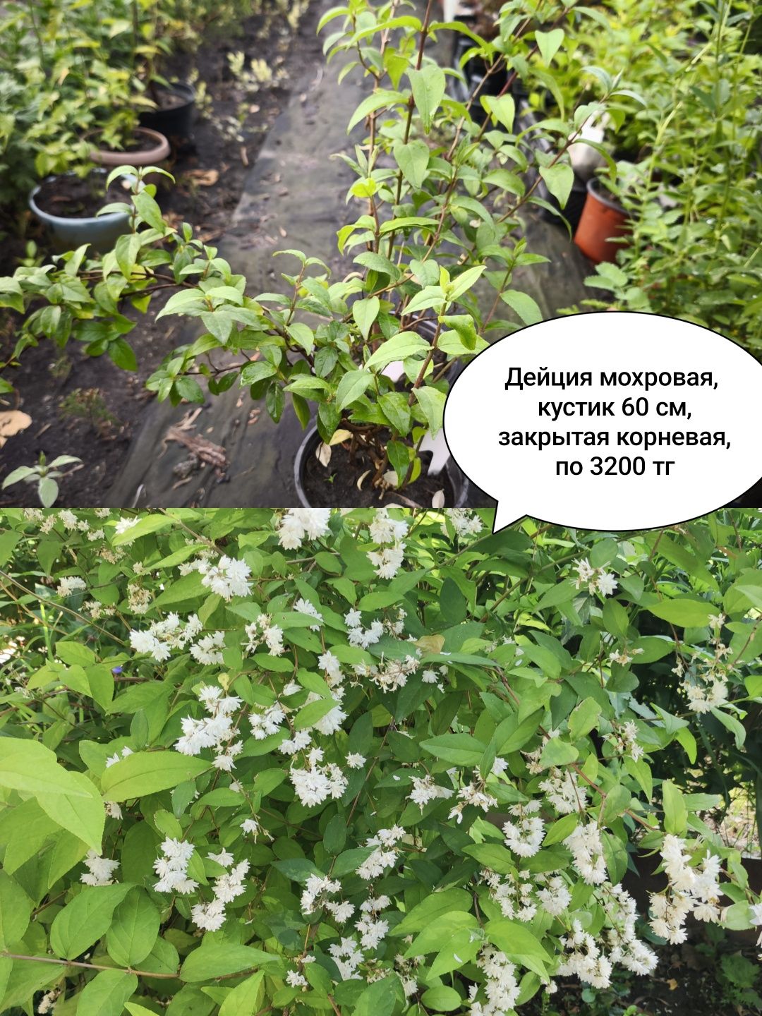 хвойные и многолетние цветы.