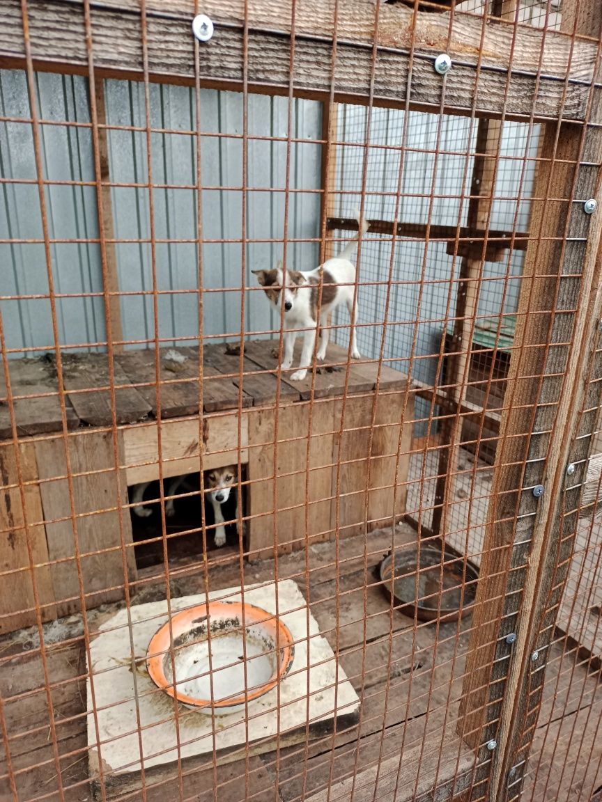 Отдам собак в добрые руки
