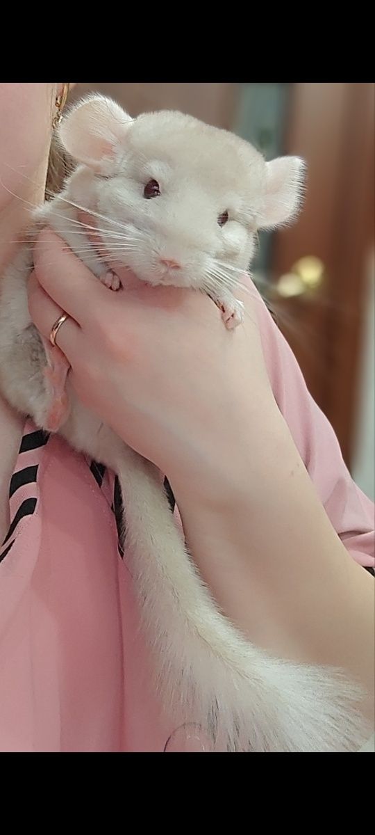 Продаются милые шиншиллы