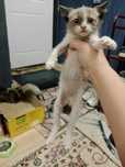 Отдам в добрые руки сиамские котята