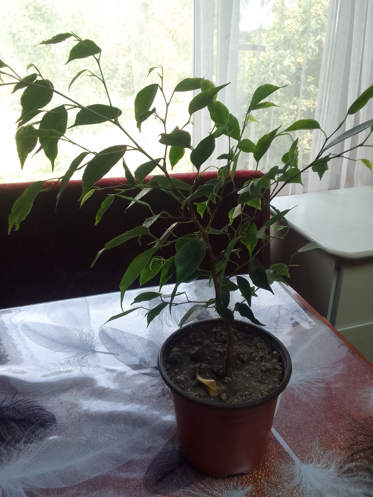 Продам комнатные растения ...фикусы