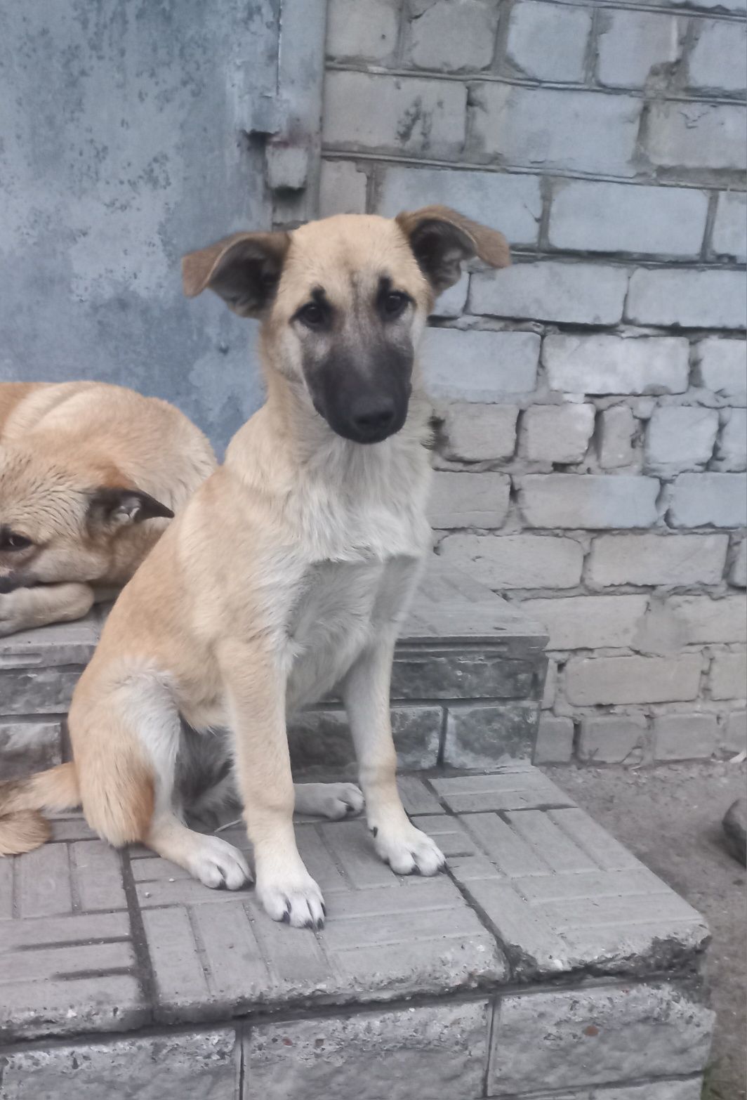 Собачка ищет дом
