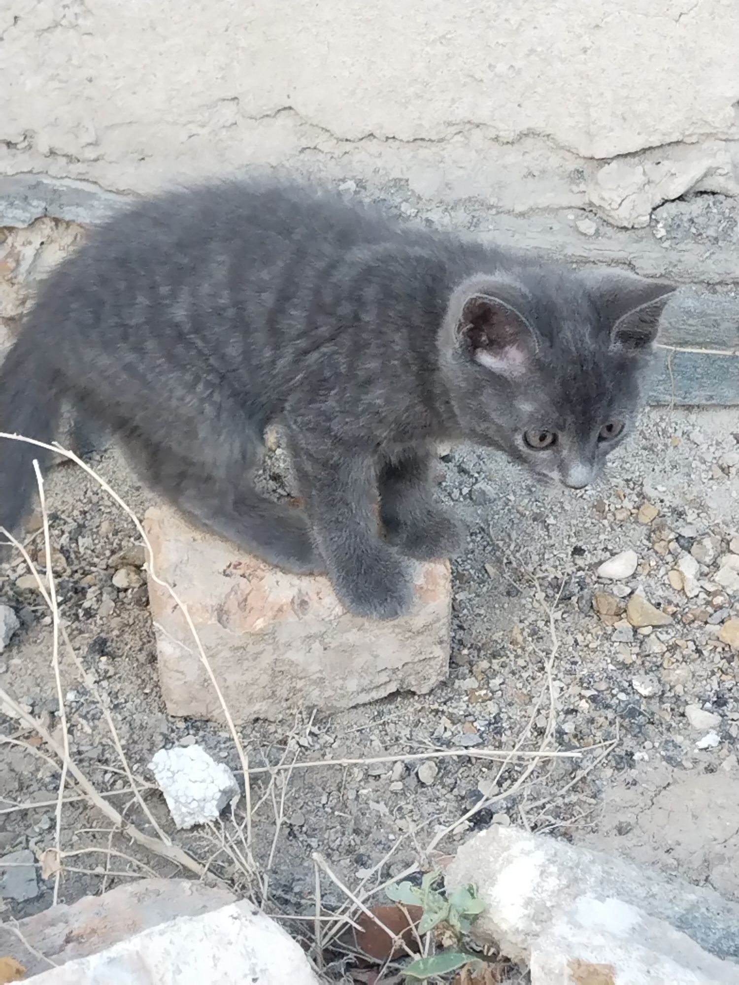 Кошка приучена к лотку. 3 штуки