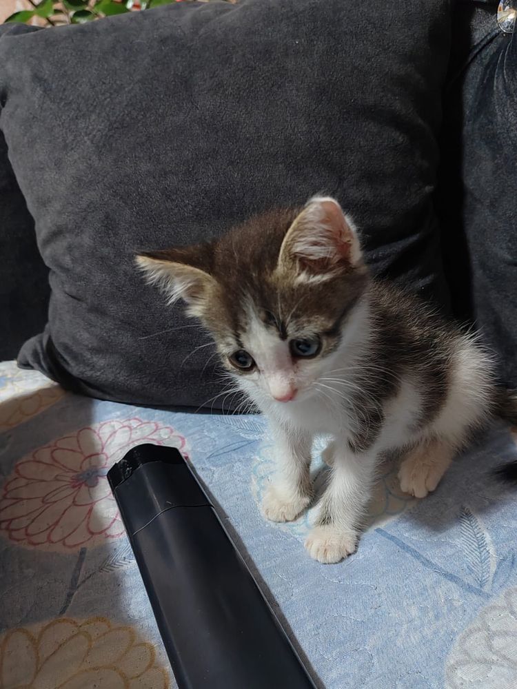 Отдам котенка в добрые руки