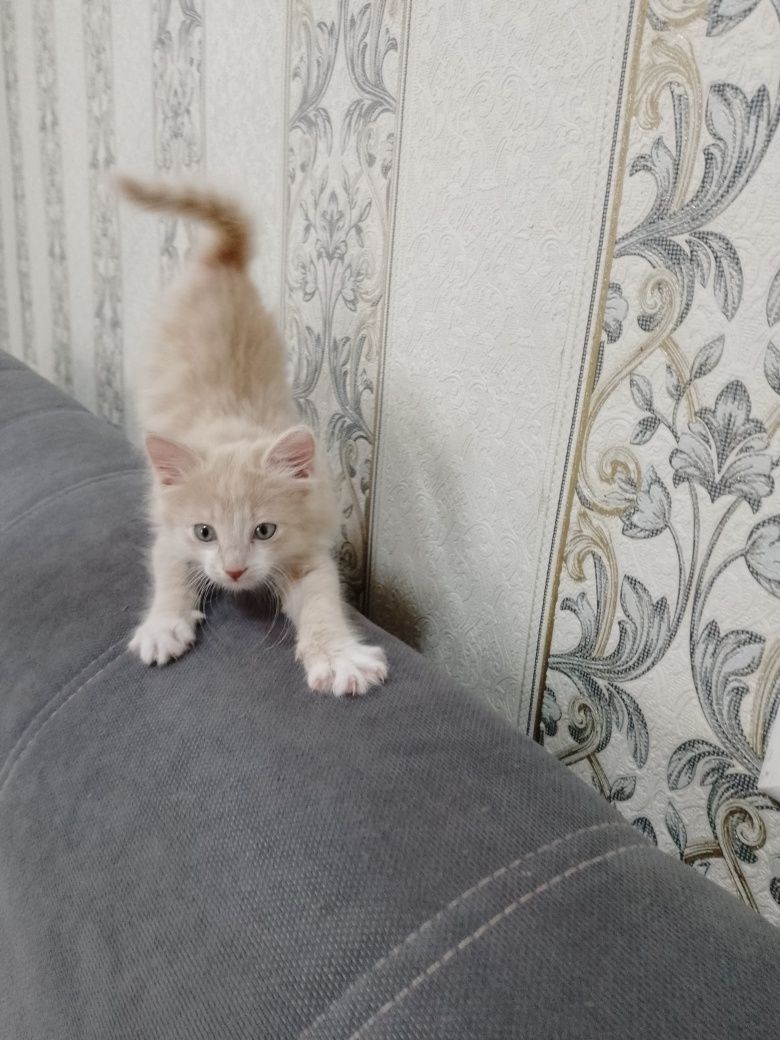 Кошечка ищет свой дом